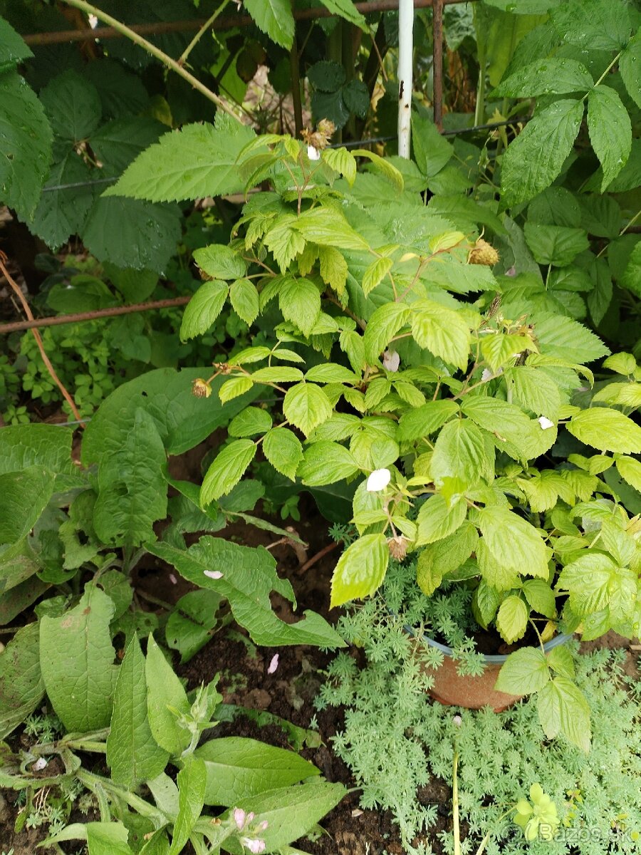 Maliny celoročné v kvetináči - 5