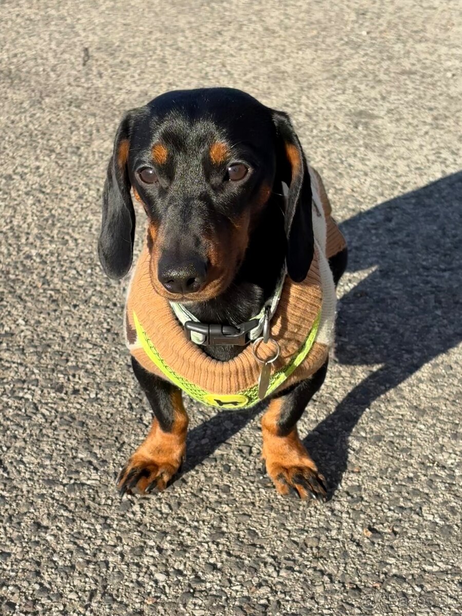 Jazvečík na krytie - 5