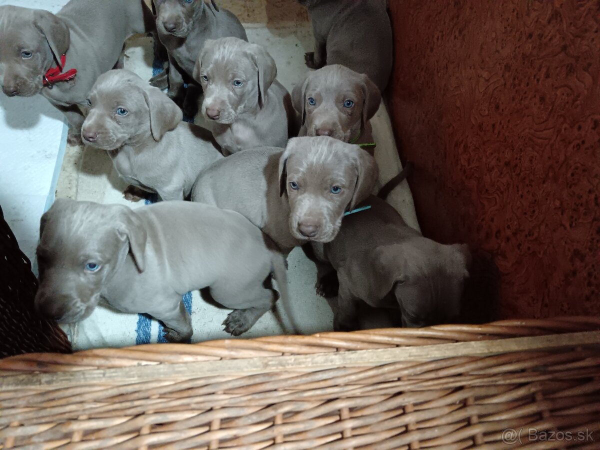 Weimarsky stavač - 5