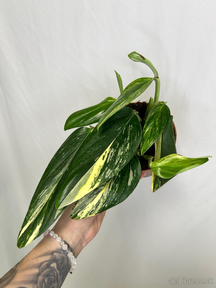 Monstera standleyana variegata - 5