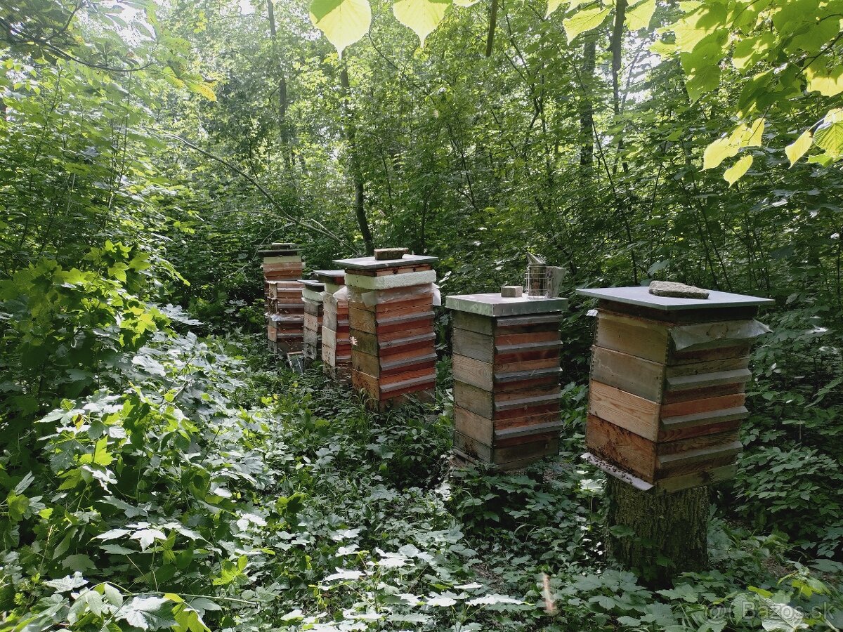 Predám včely - 5
