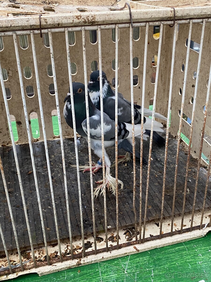 Predám holuby - 5