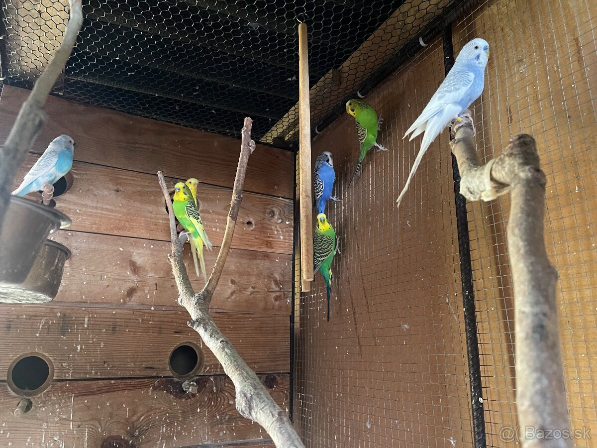 Andulky + klietka voliera - 5