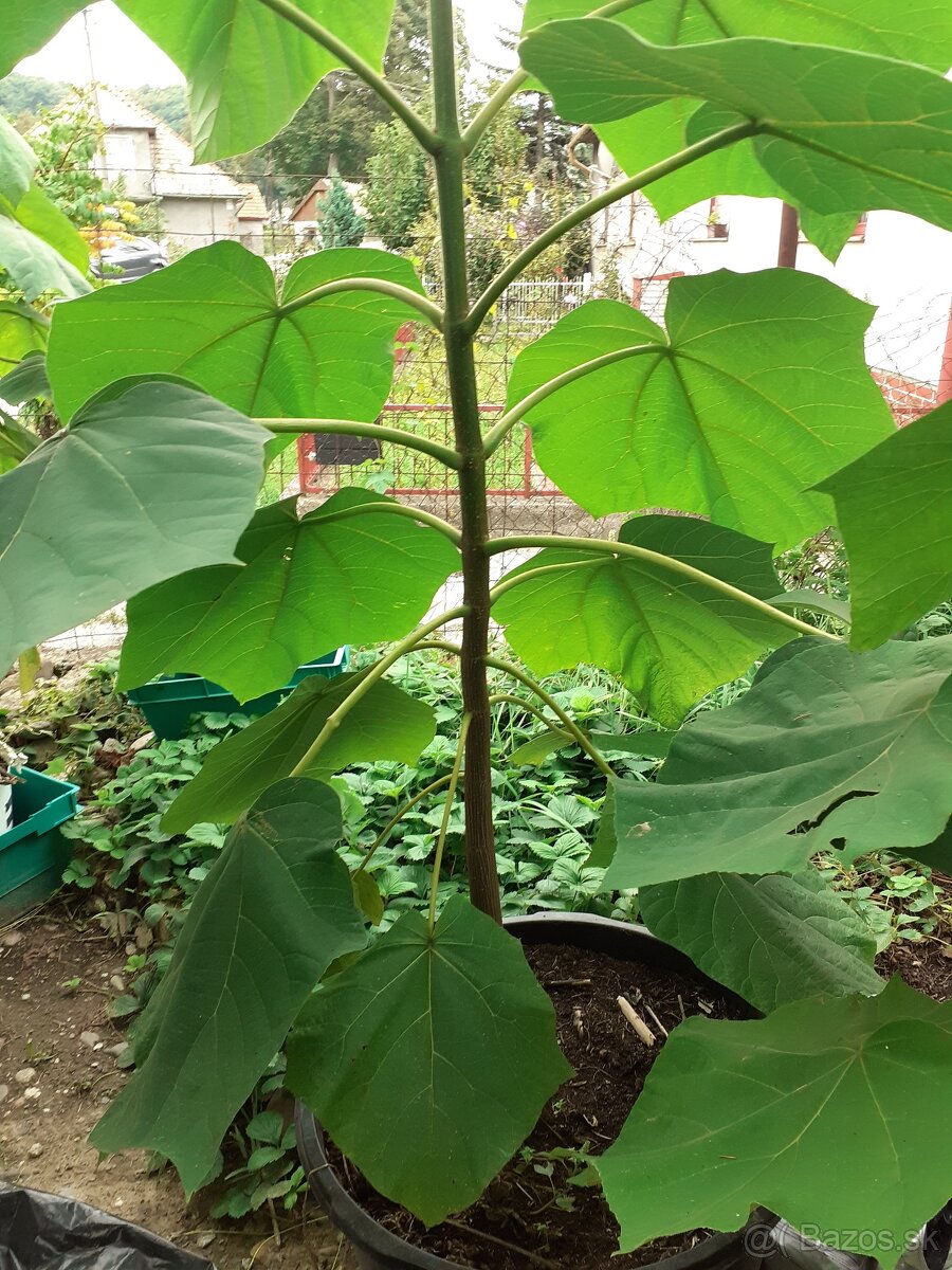Cisarsky strom Paulownia a Aloe vera - 5