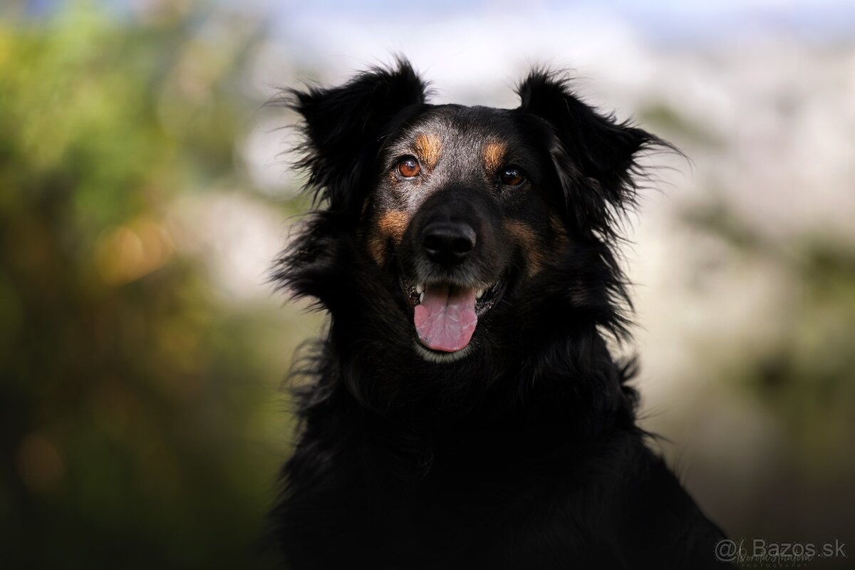Darujem spoločníka a strážcu Luisa - hrozí návrat do útulku - 5