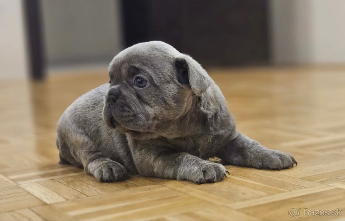 Francúzsky buldoček - 5