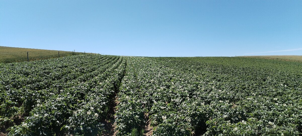 Predam nove domace zemiaky, pšenicu, jačmeň. - 5