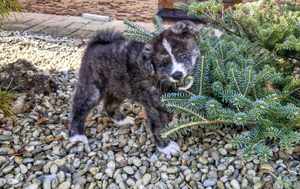 Akita inu, pejsek s PP. - 5