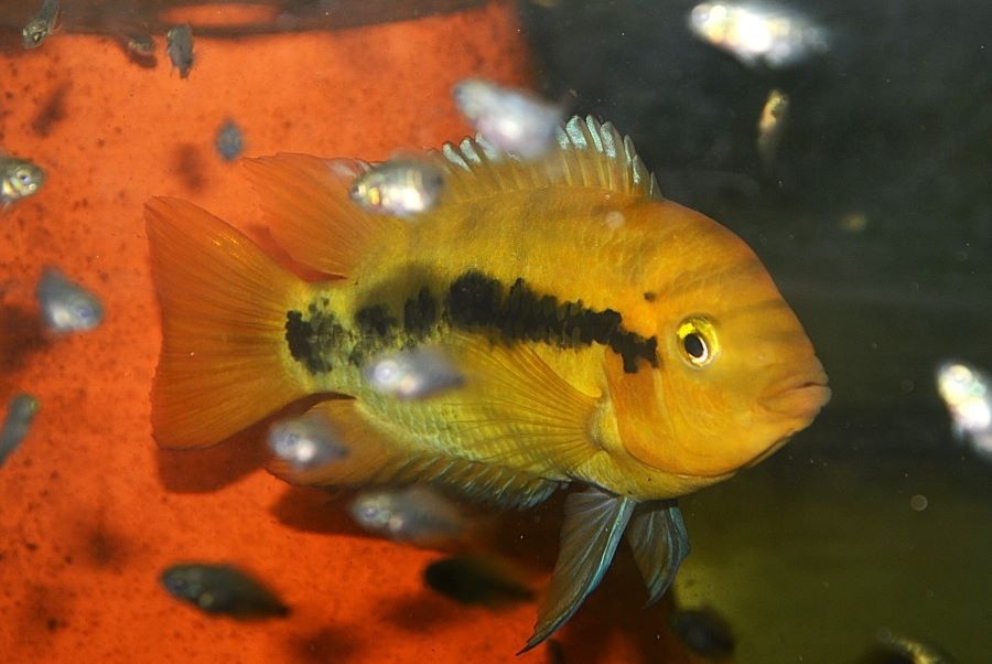 Americké cichlidy - 5