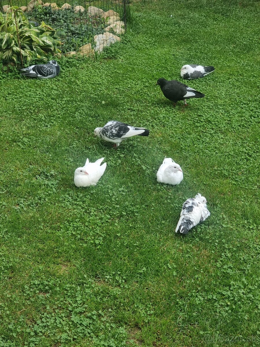 BIELE POŠTOVÉ HOLUBY - 5