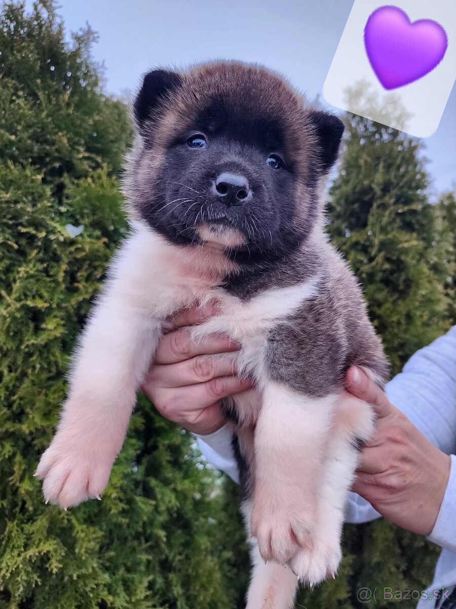 Americká akita s PP - 5