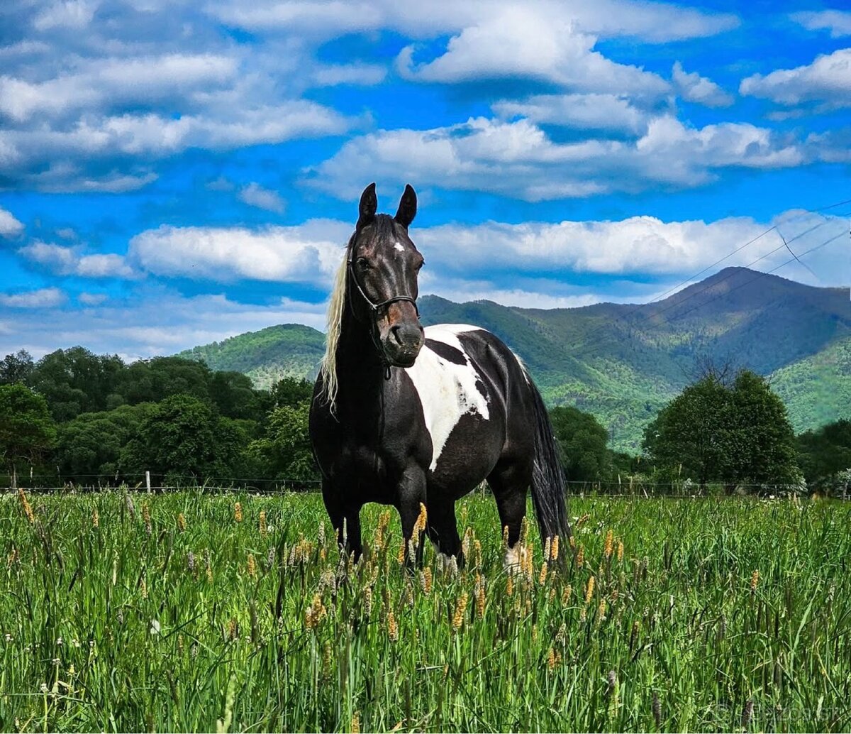 Výnimočná kobylka na predaj - 5