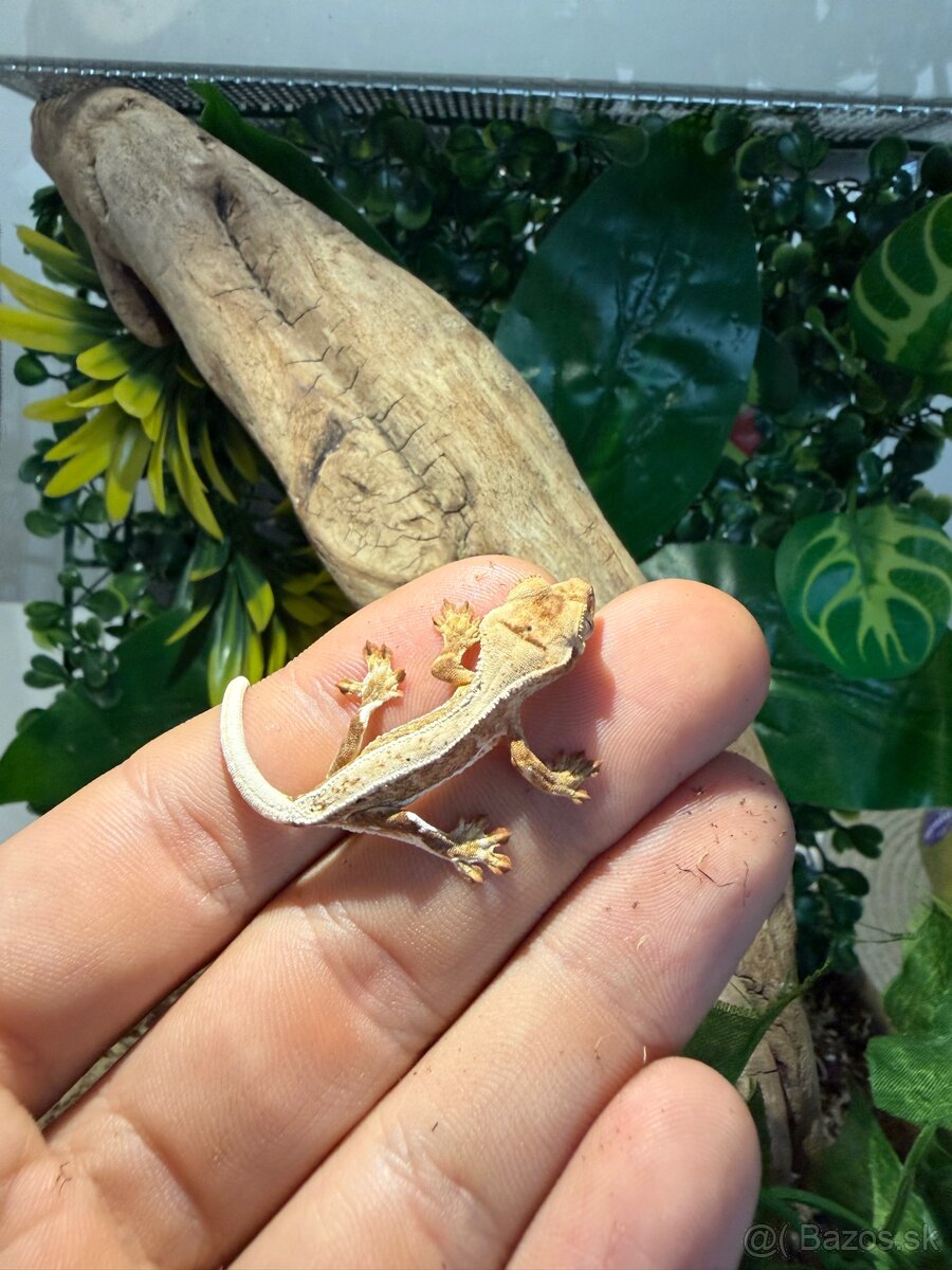 Pagekon riasnatý + Terárium - 5