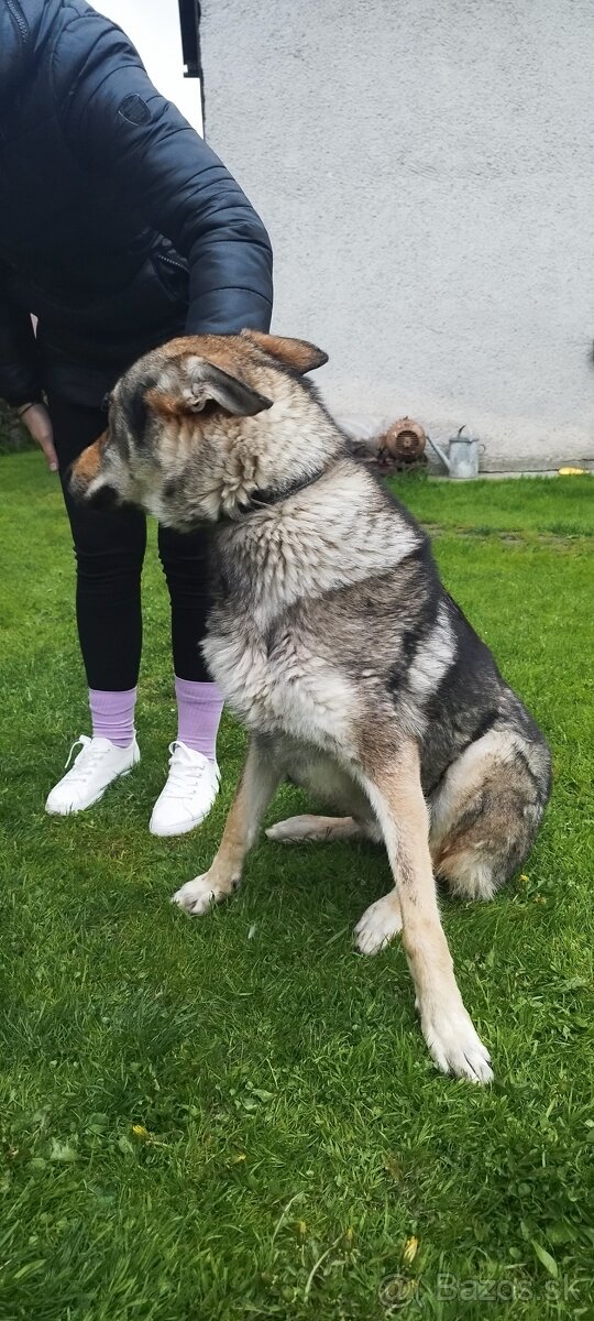 Československý vlčiak - 5