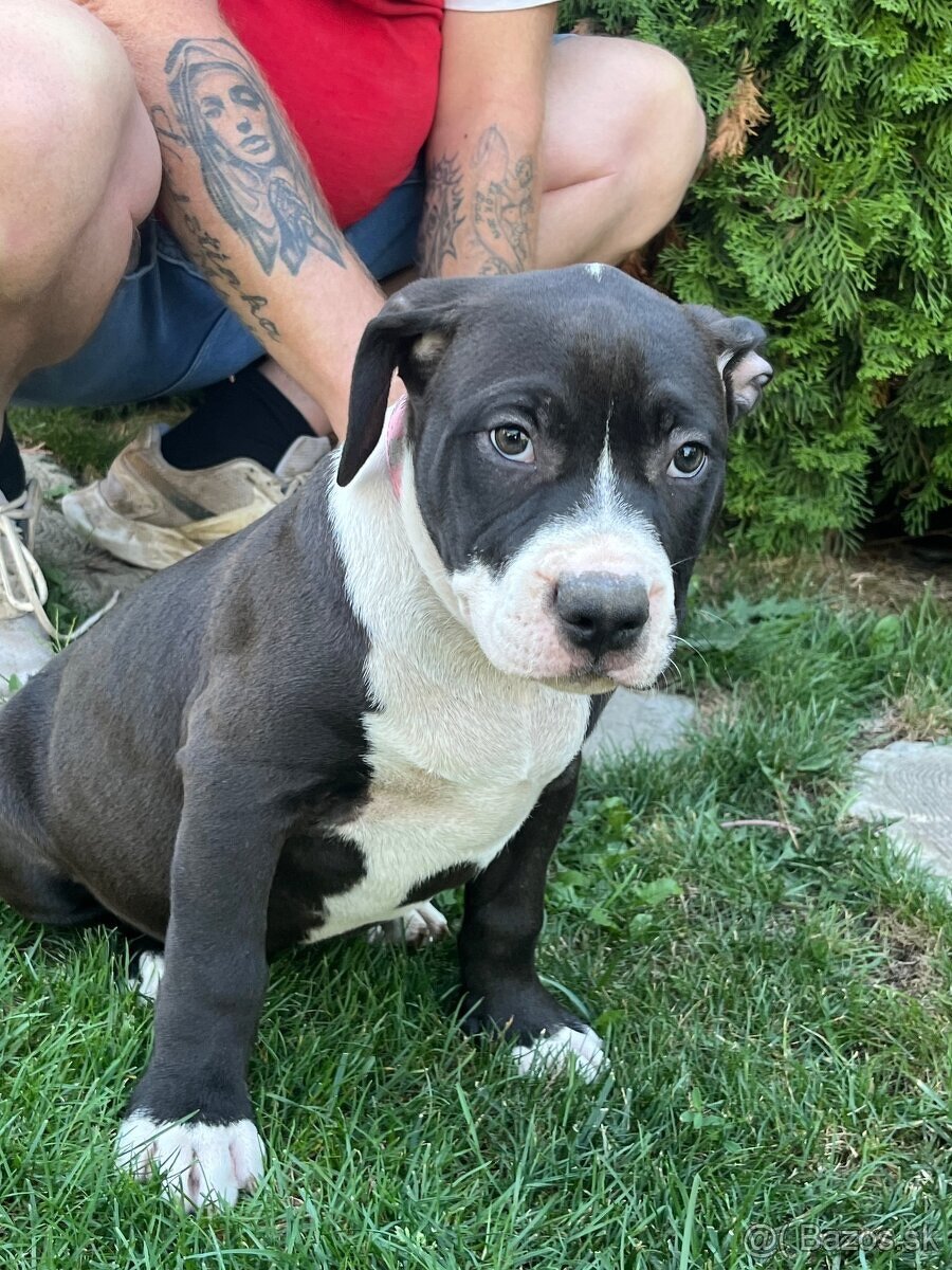 XL american bully puppies🥹 - 5