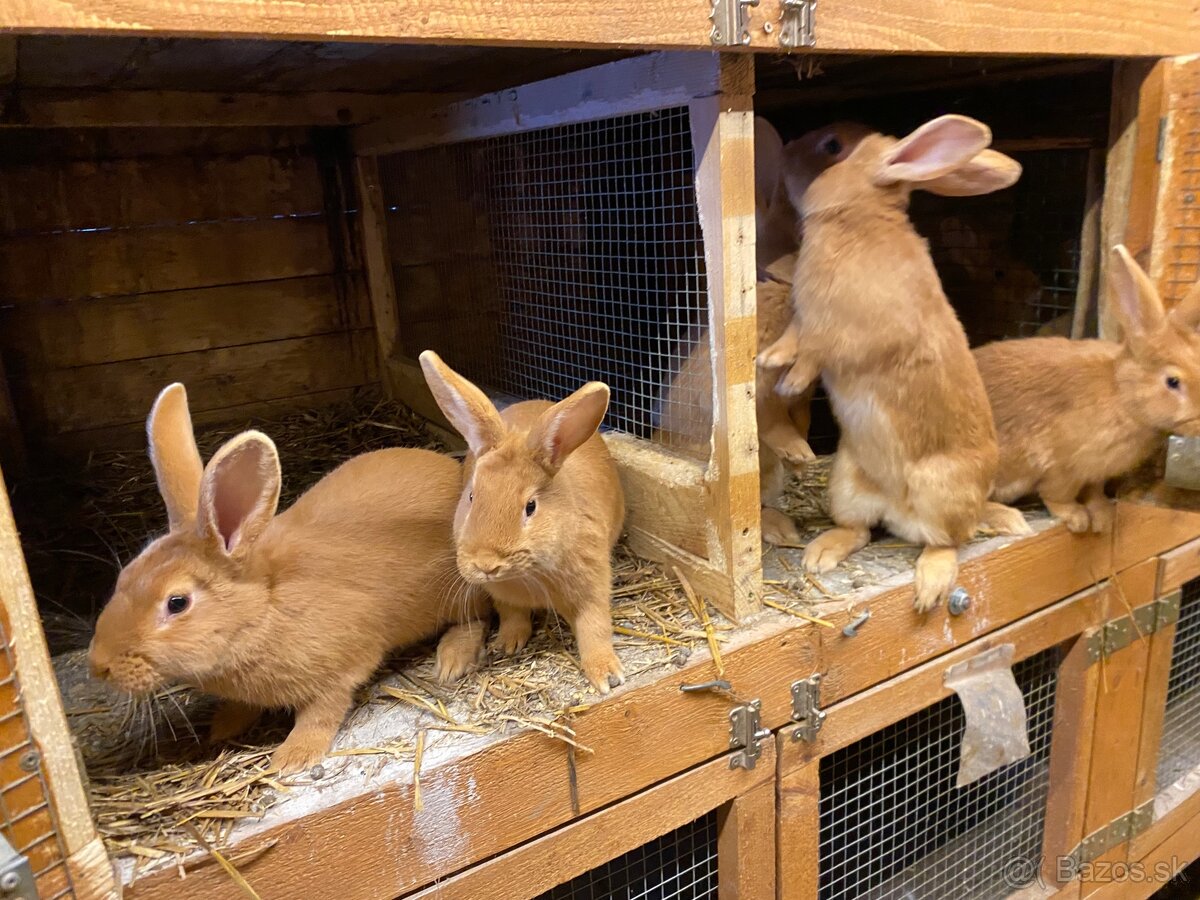 Burgundské králiky - 5