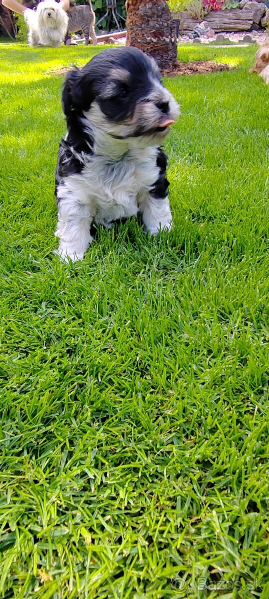 BIEWER YORKSHIRE - 5