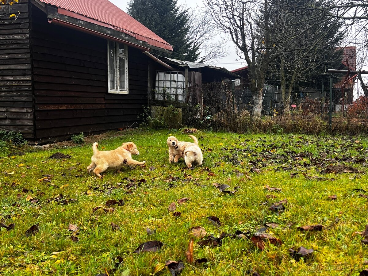 Zlatý retriver šteniatka - 5