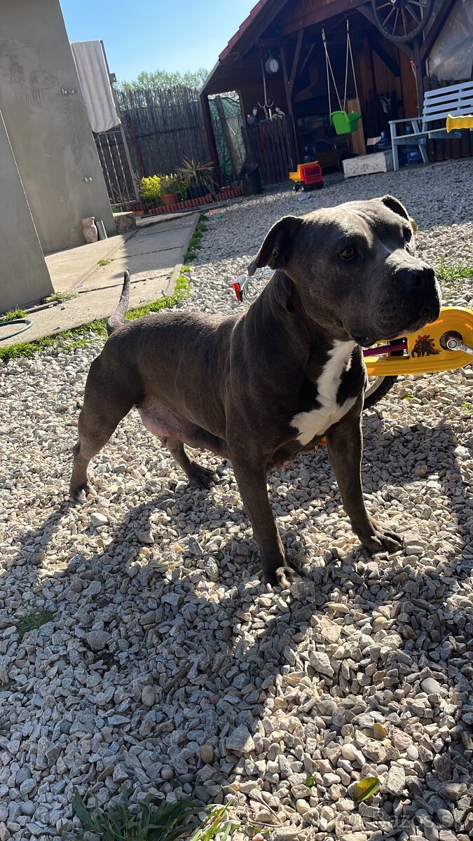 American Bully standart - 5