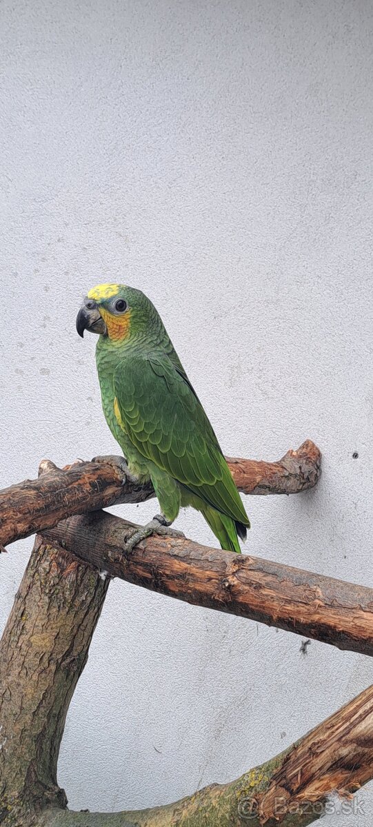 Predám samcov amazonana venezuelskeho - 5