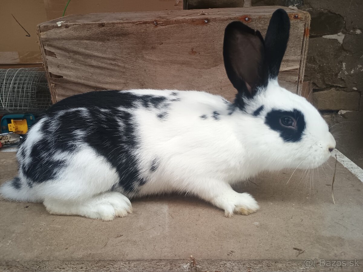 Predám králiky, zajace - 5