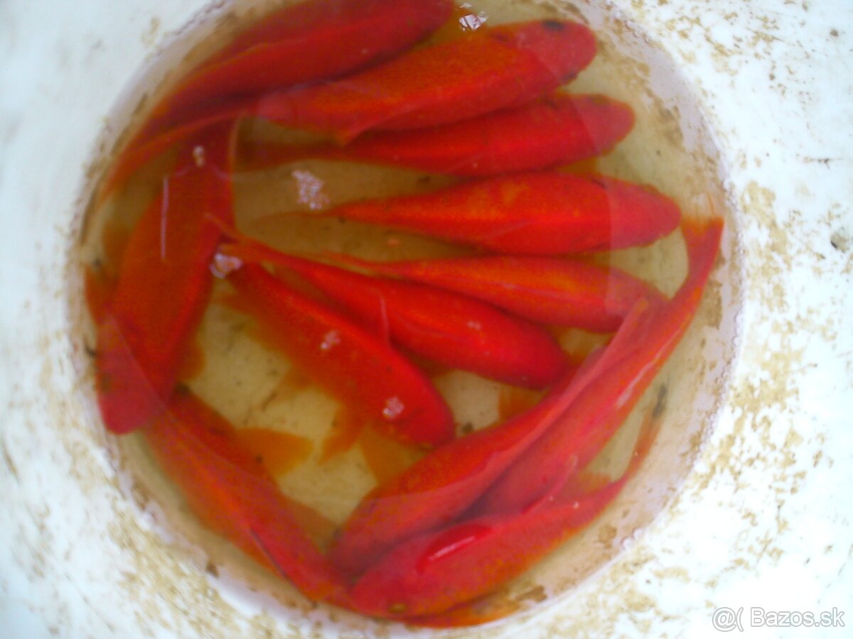 Ponukam jazierkove rybky, koi kapre, filtračné rastliny - 5