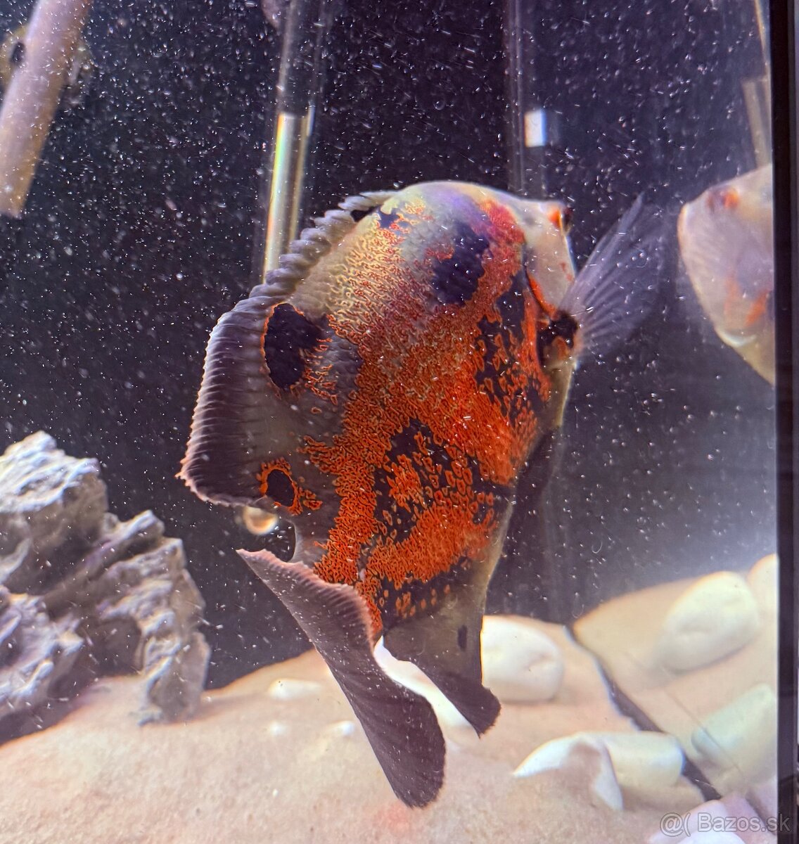 Ocelatus, cichlida pavia - 5