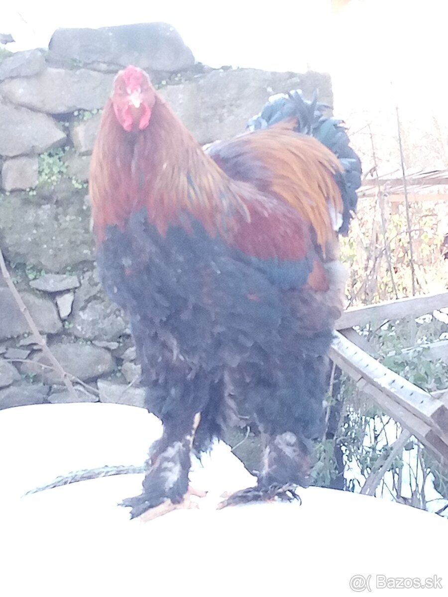 Kohút brahman jarabičí - 5