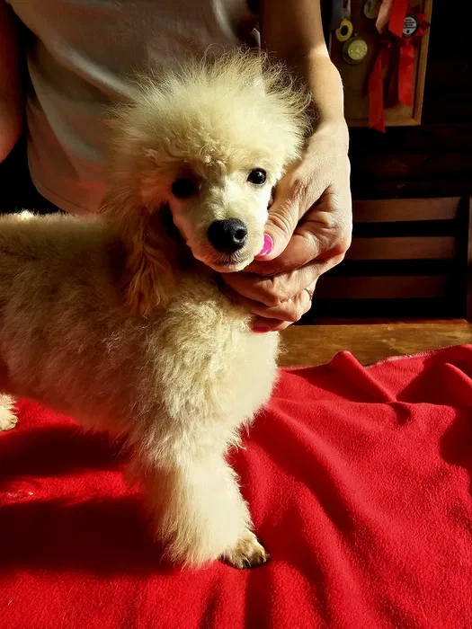 Predám psika toy pudel s pp FCI - 5