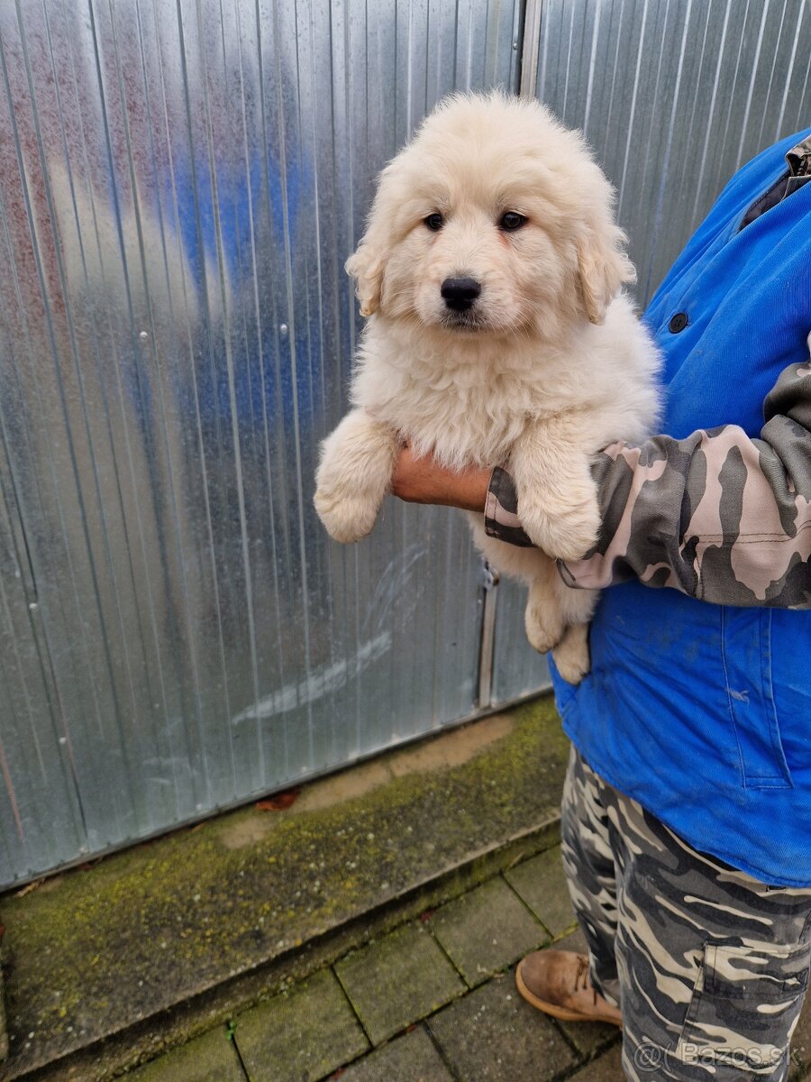 Slovenský Cuvac - 5