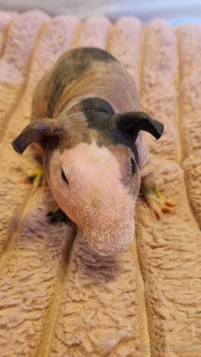 Skinny Morčatá - 5