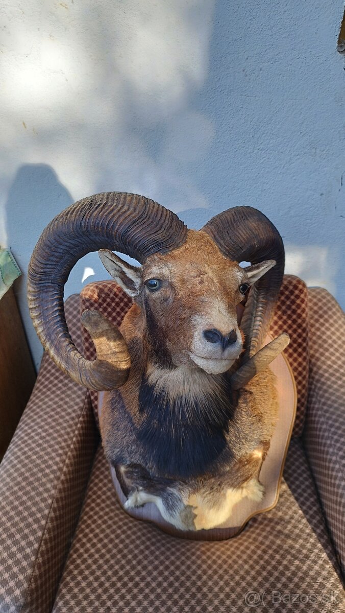 Predám preparát zlatého muflona. Parožie zhody trofeje. - 5