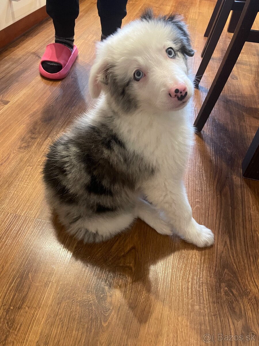 Border kólia šteniatko - 5