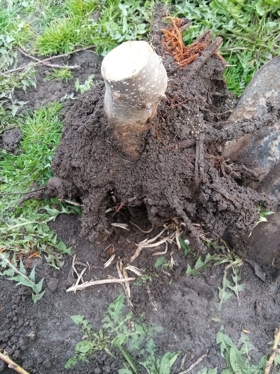 Semienka a podpniky Paulownie Shan Tong 100-kus - 5