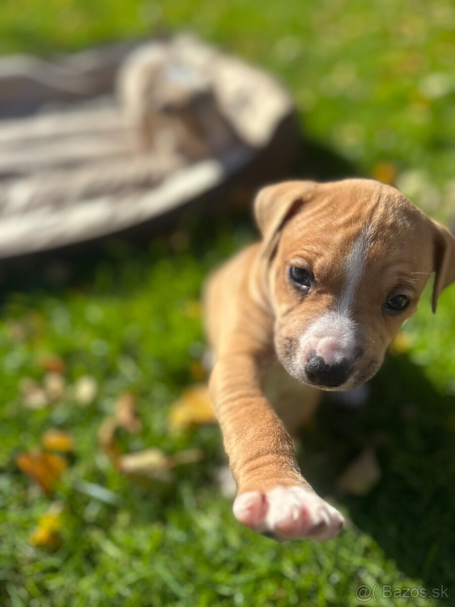 Šteniatka staforda - 5