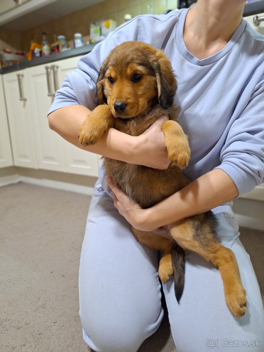 Darujeme šteniatka - 5