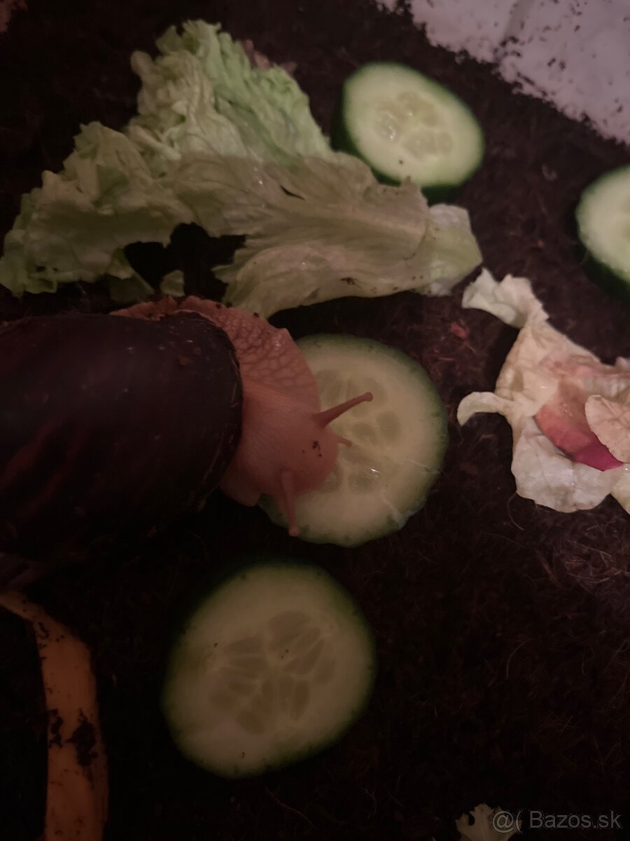 Slimák africký - 5