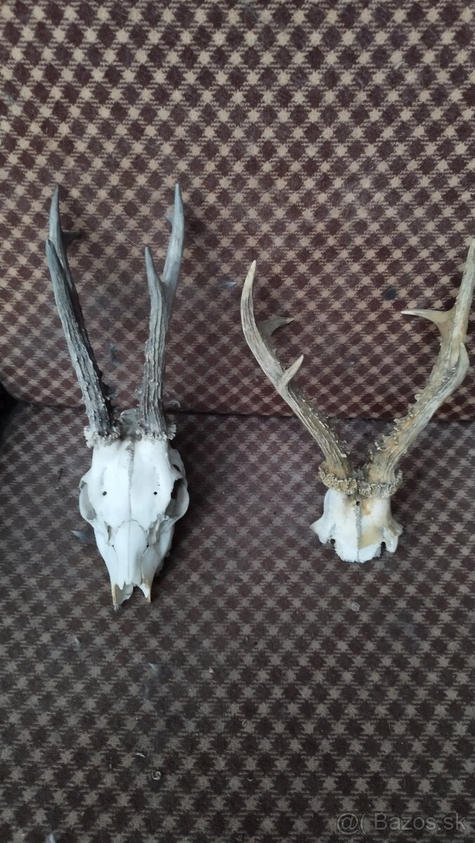 Predám srnčie trofeje parožie, zhody, srnčie. - 5