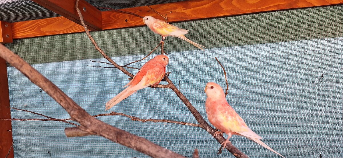 Neofema Bourkova Rubino - 5