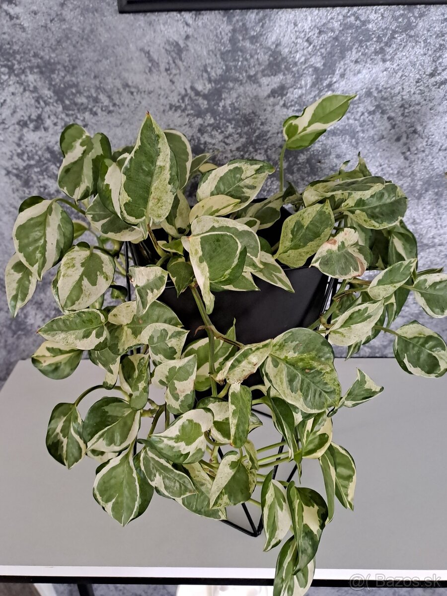 Izbové rastliny, sadeničky - 5