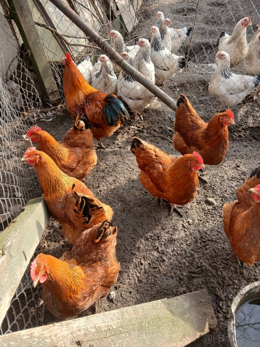 Predám nasadove vajcia Hempsir - 5