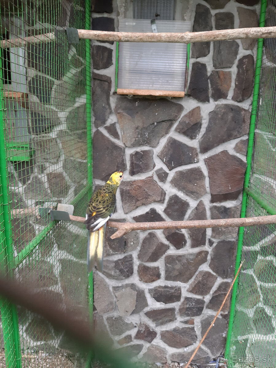 Penant červená straka - 5