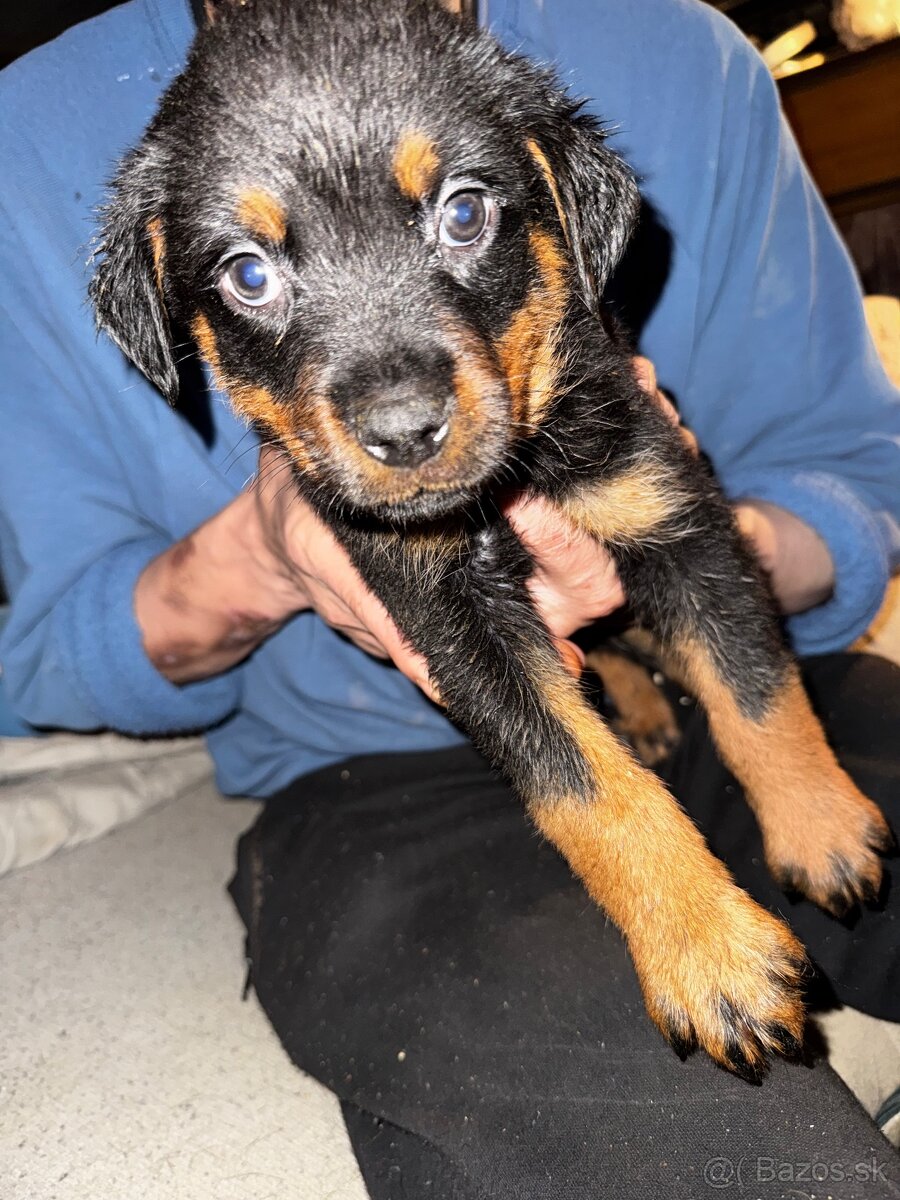🖤 Rotvajler- Štěňátka Bez PP 🖤 - 5