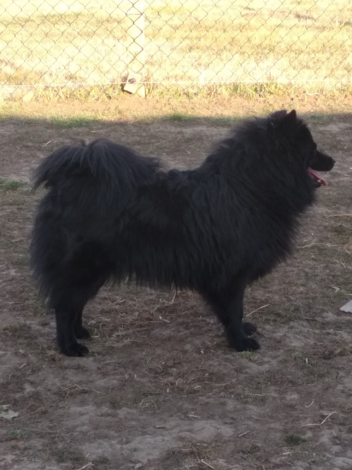 Veľký špic s PP - 5