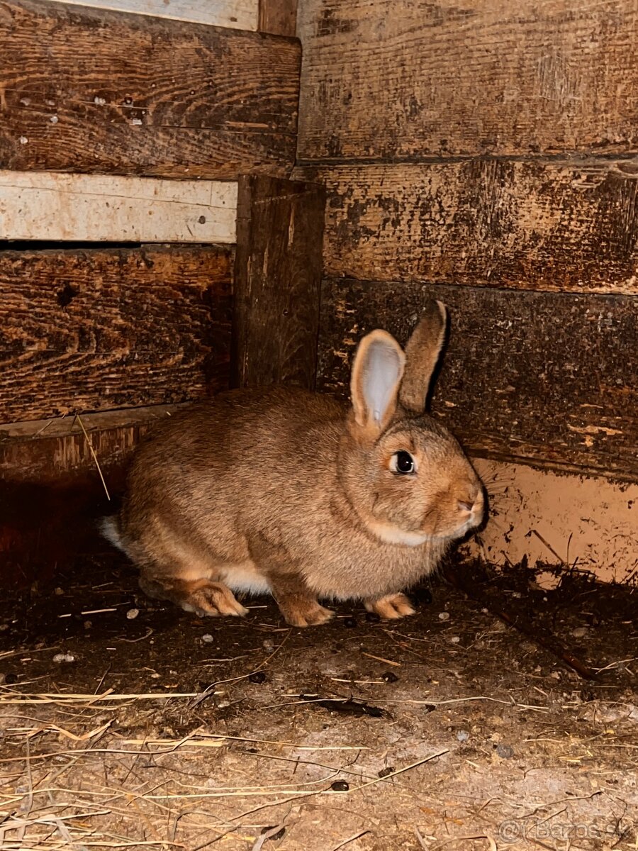 Burgundský X VSS - 5