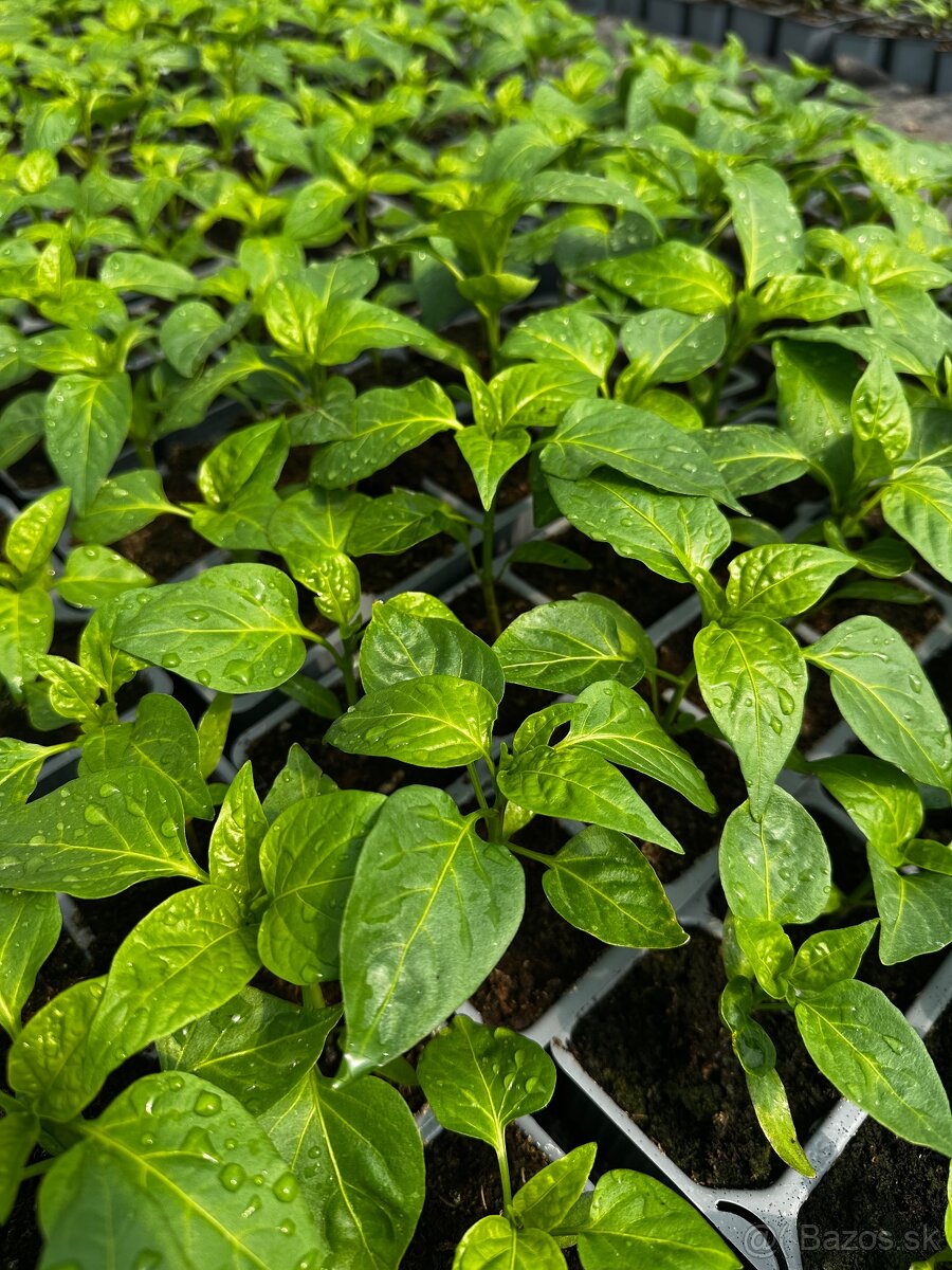 Priesady, planty - 5