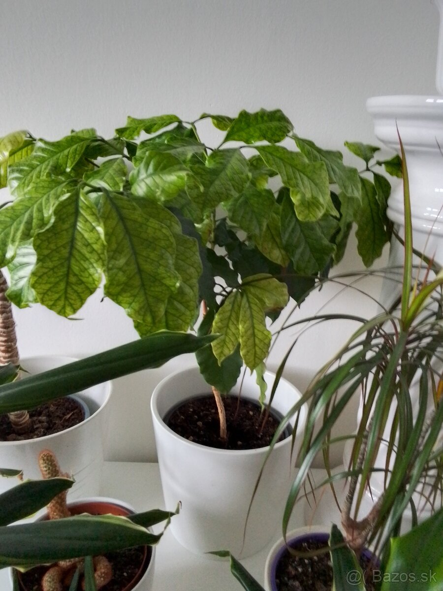 Slonia noha bananovnik kavovnik zamiokulkas fikus yuka - 5