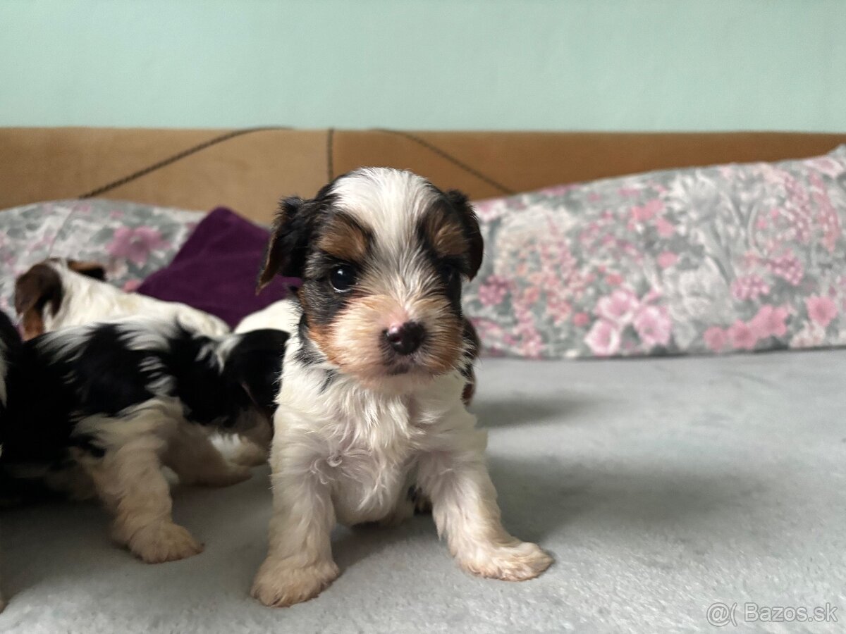 Biewer yorkshire terier - 5