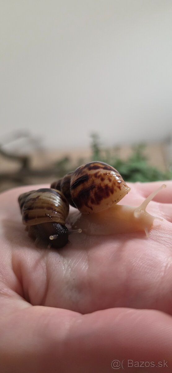 Africký slimák - 5