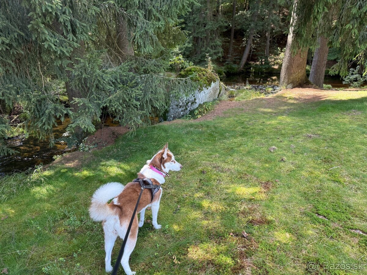 Husky šteniatka-rezervácia - 5